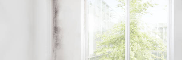 Best HVAC Mold Inspection and Cleaning  in Bridgeport, PA