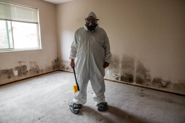 Best Mold Damage Restoration  in Bridgeport, PA